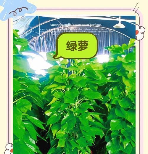 绿箩的花语有哪些？绿箩花语代表了什么含义？