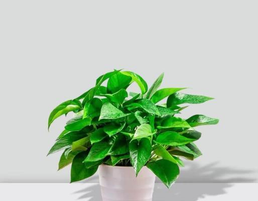 绿箩的花语有哪些？绿箩花语代表了什么含义？