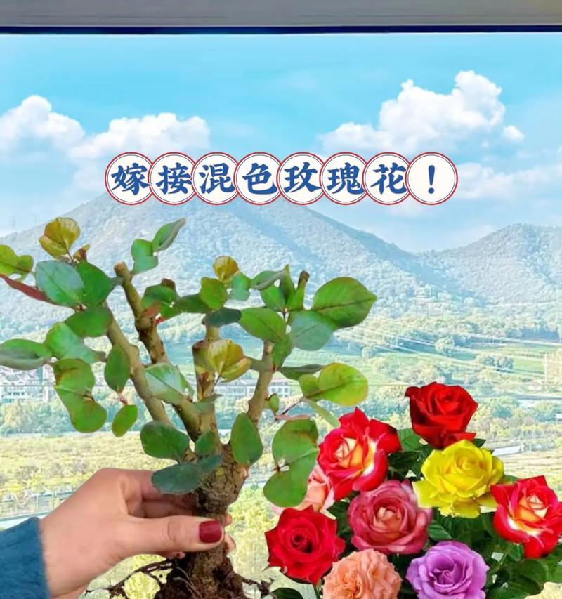 七彩玫瑰的花语和象征意义是什么？