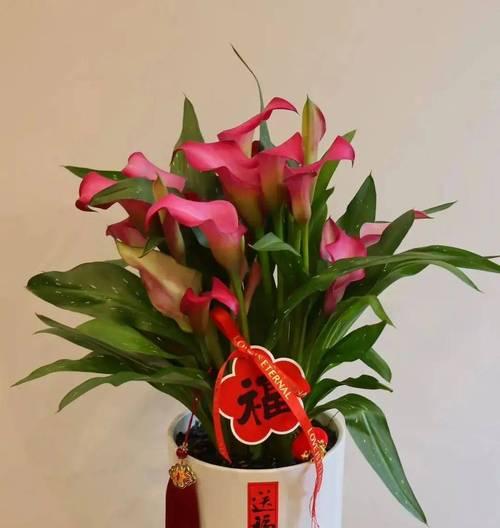 商场为何摆放花卉？这些花卉象征着什么？