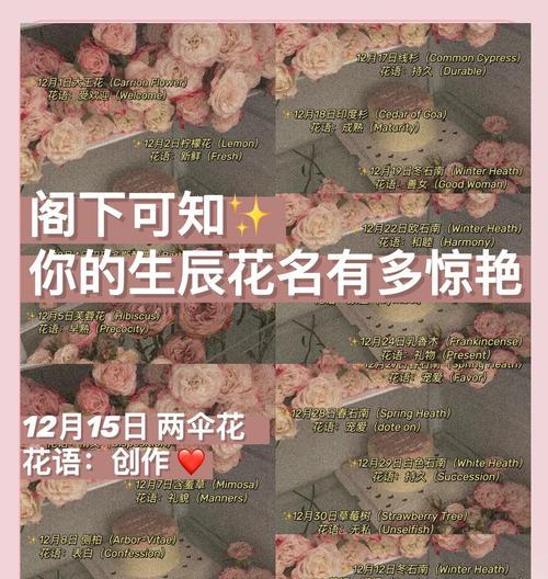 春蓬是什么寓意的花？春蓬花在花语中代表什么？