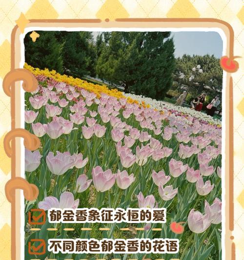 郁金香花语是什么？不同颜色的寓意大不同！