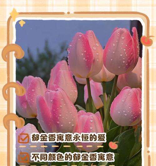 郁金香花语是什么？不同颜色的寓意大不同！