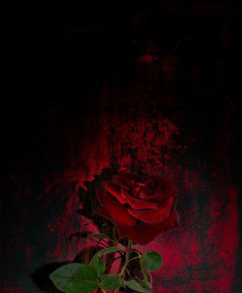 五瓣黑色的花代表什么含义？黑色花朵的神秘花语是什么？