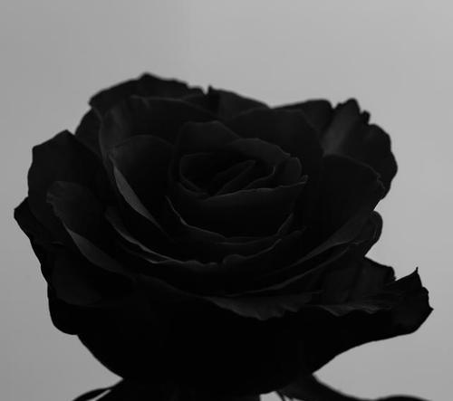 五瓣黑色的花代表什么含义？黑色花朵的神秘花语是什么？