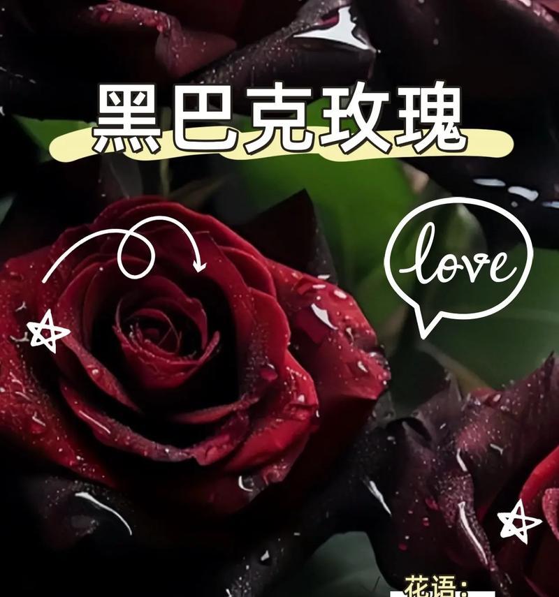 五瓣黑色的花代表什么含义？黑色花朵的神秘花语是什么？