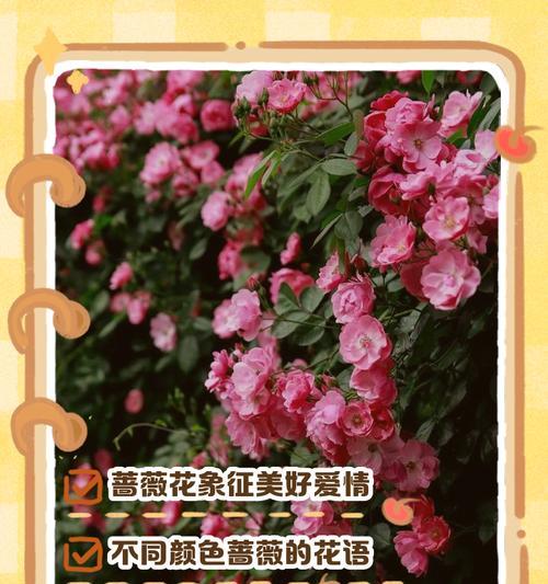 杯花是否象征爱情？它的花语是什么？