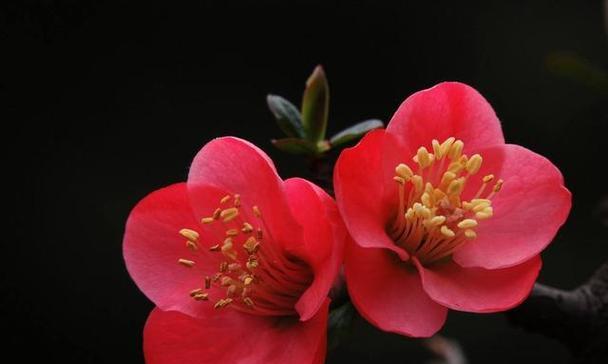 哪些花卉代表着新的开始和希望？选择这些花卉有何寓意？