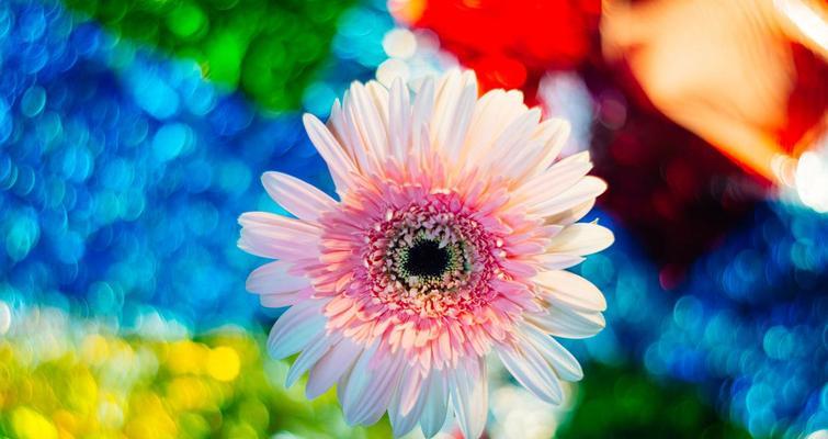 哪些花卉代表着新的开始和希望？选择这些花卉有何寓意？