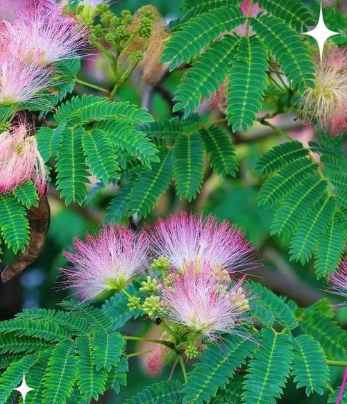 团结友谊的花有哪些象征？哪些花卉代表了团结与友谊？