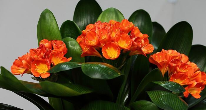 团结友谊的花有哪些象征？哪些花卉代表了团结与友谊？