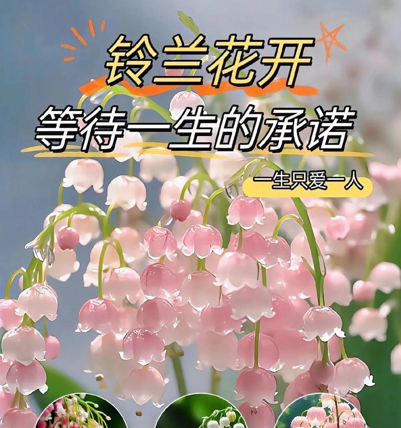常见花卉花语大全！每种花的花语都有哪些含义？