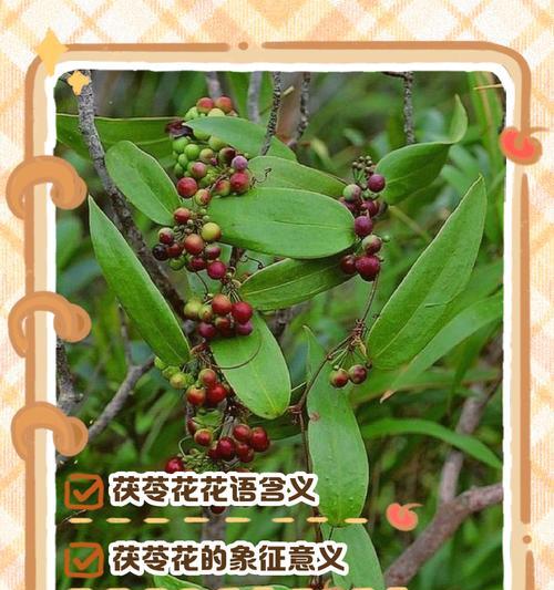 常见花卉花语大全！每种花的花语都有哪些含义？