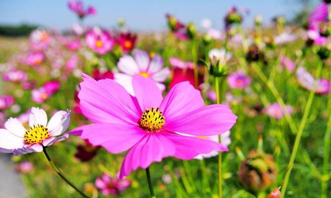 波斯菊的花语含义是什么？它象征着什么？
