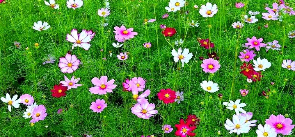 波斯菊的花语含义是什么？它象征着什么？