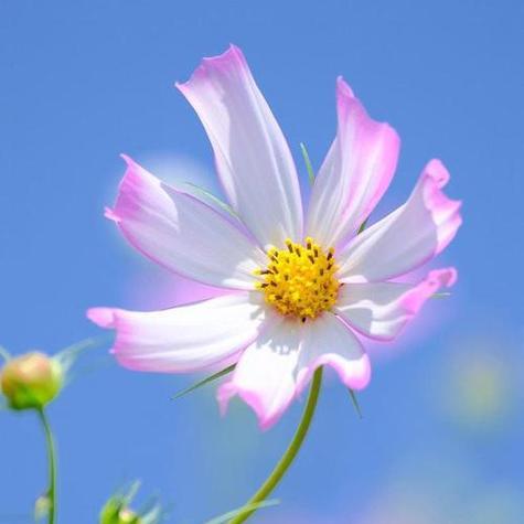 最邪恶花语的花是哪种？揭秘邪恶花语的花卉有哪些？