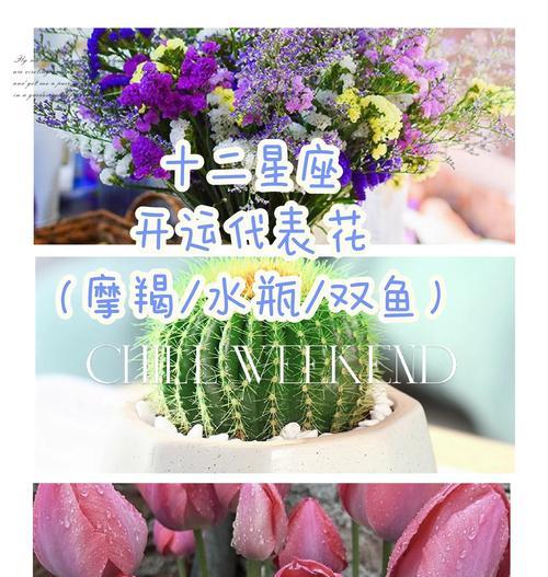 花的颜色与寓意有何关联？