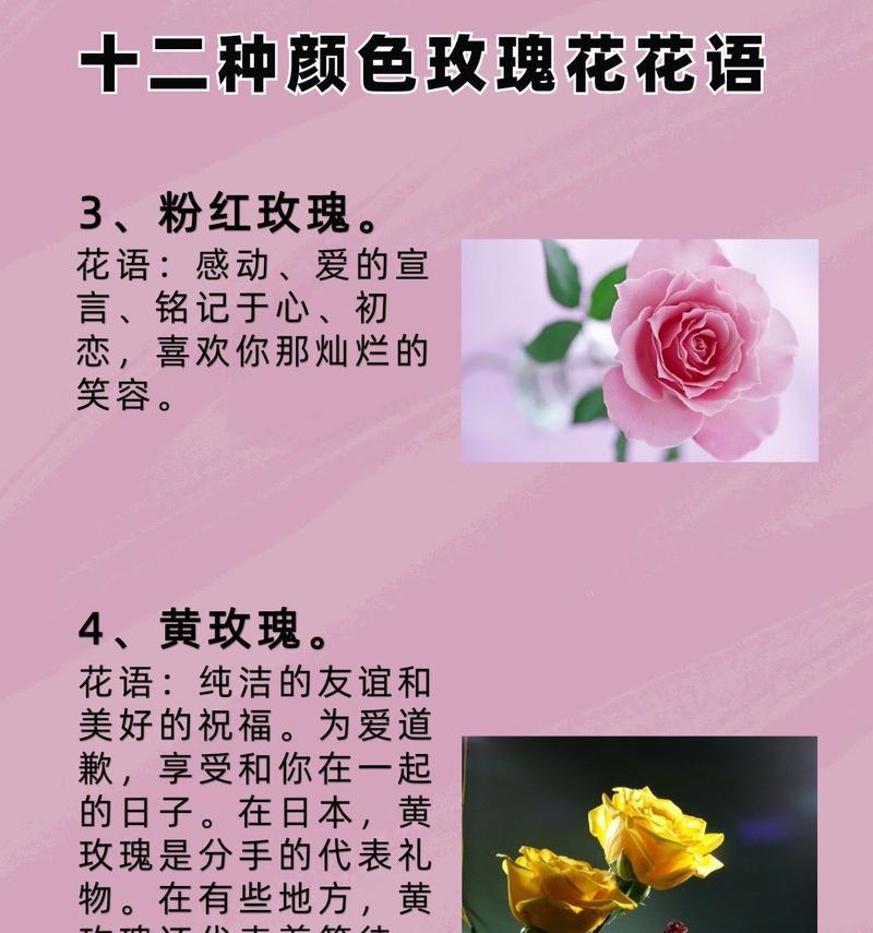 哪种花有特定含义？它的花语是什么？