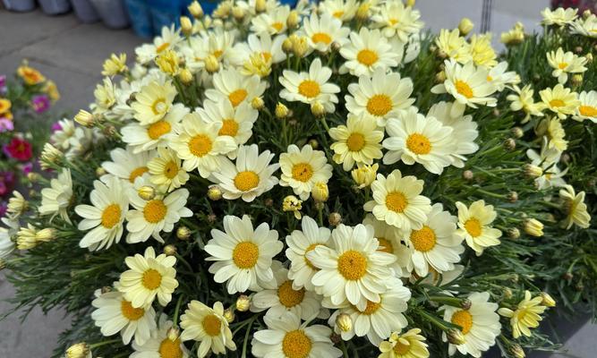 什么花卉象征回忆和过去？