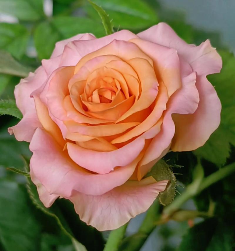 月季花的花语和象征意义是什么？