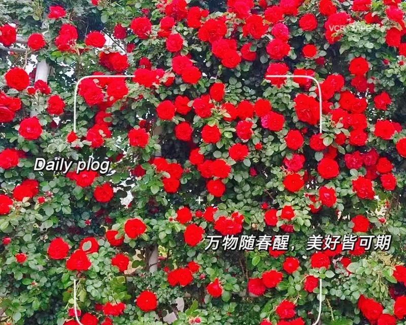 月季花的花语和象征意义是什么？
