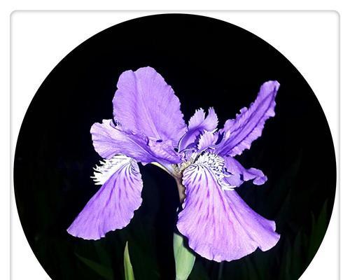 爱意象征的蝴蝶花有哪些？它们各自代表什么意义？