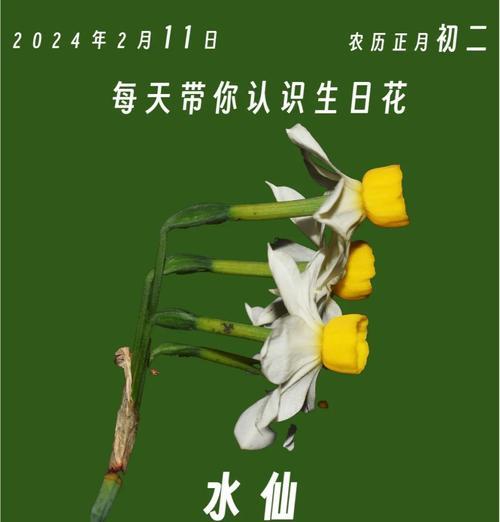 水仙花的花语含义是什么？它象征着什么情感？