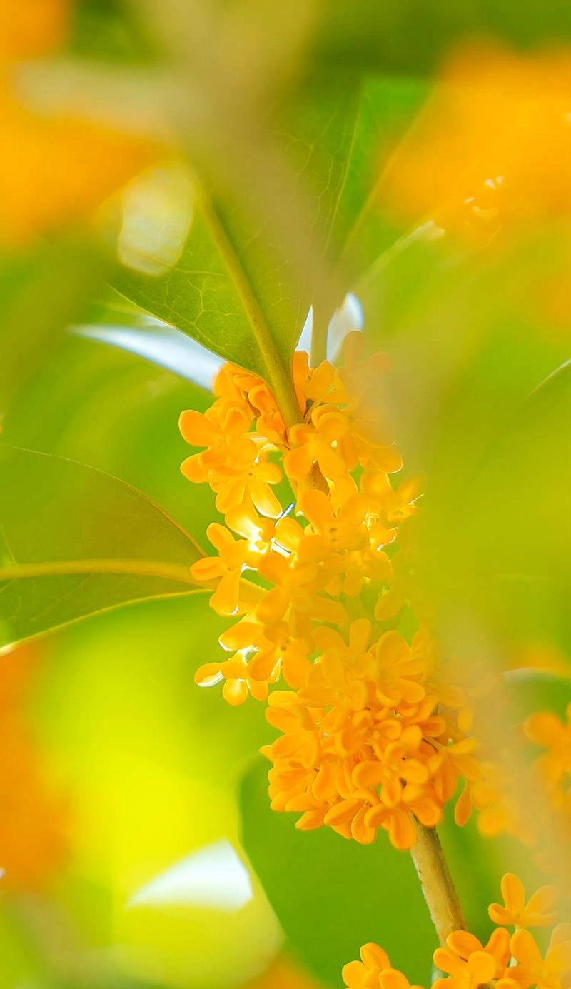 桂花代表什么？桂花的花语是什么？