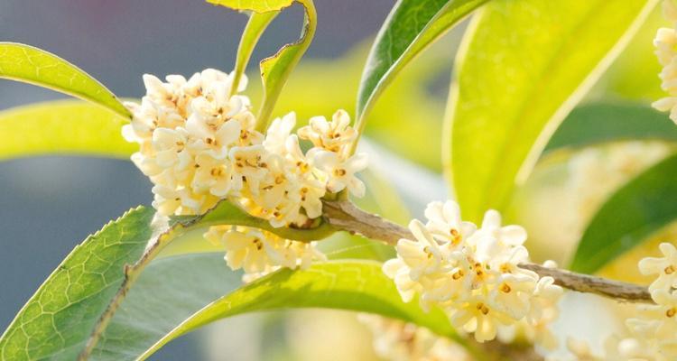 桂花代表什么？桂花的花语是什么？