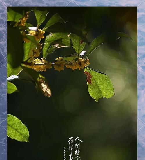 桂花代表什么？桂花的花语是什么？