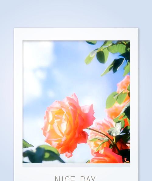 月季花的花语是什么？月季花的寓意有哪些？