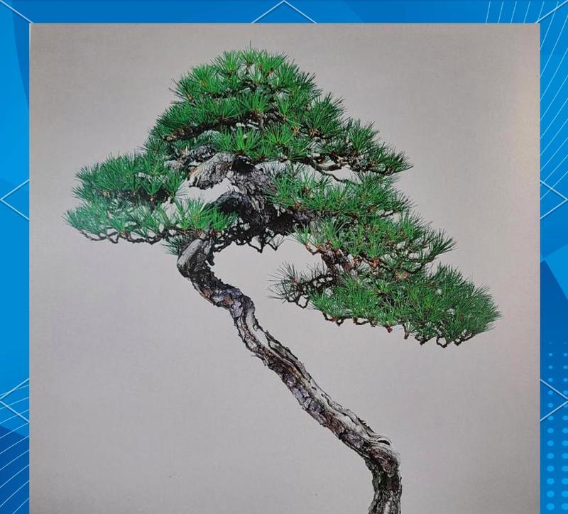 松树象征着什么？花语有哪些含义？
