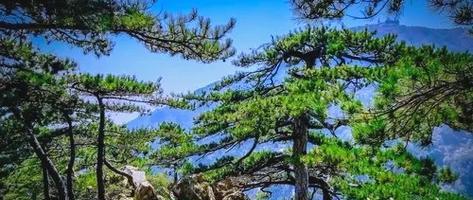 松树象征着什么？花语有哪些含义？