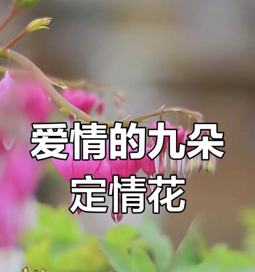 有哪些花代表恋爱？