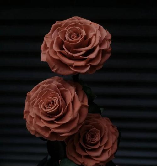永生花的花语和象征意义是什么？