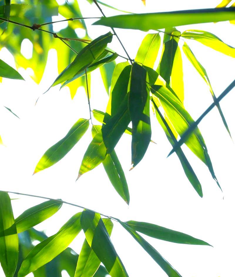 竹林中的花代表什么含义？竹林里的花有哪些特别含义？