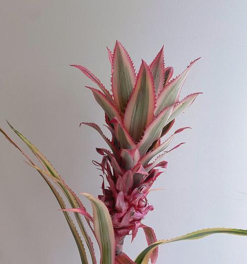 金色菠萝花象征及其花语是什么？