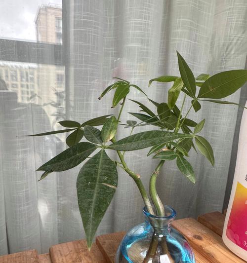 哪些花卉寓意发财且养护简单？