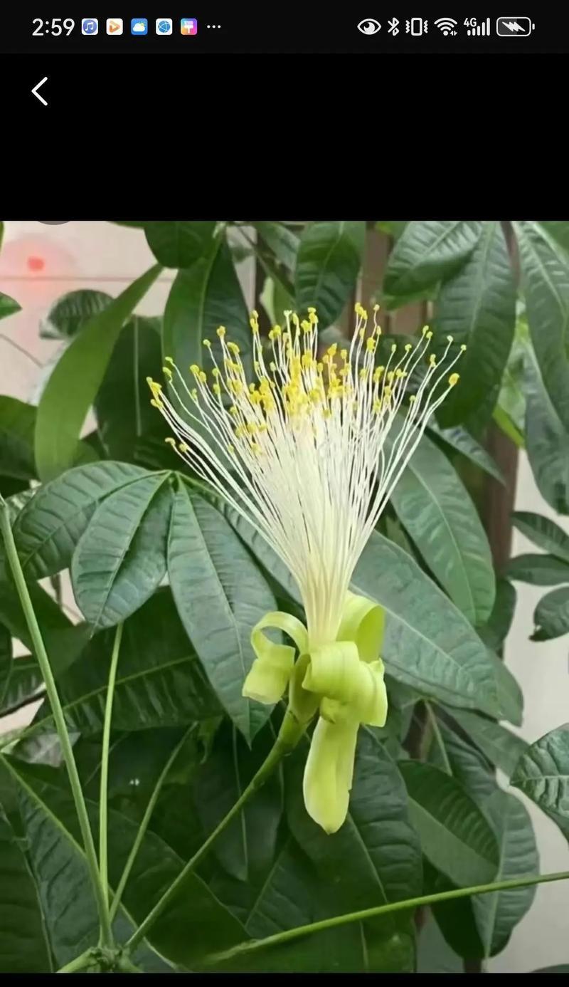 哪些花卉寓意发财且养护简单？