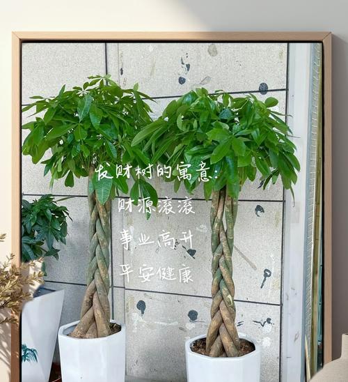 哪些花卉寓意发财且养护简单？