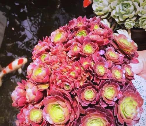 缀化花的寓意和花语有哪些？它们的独特含义是什么？