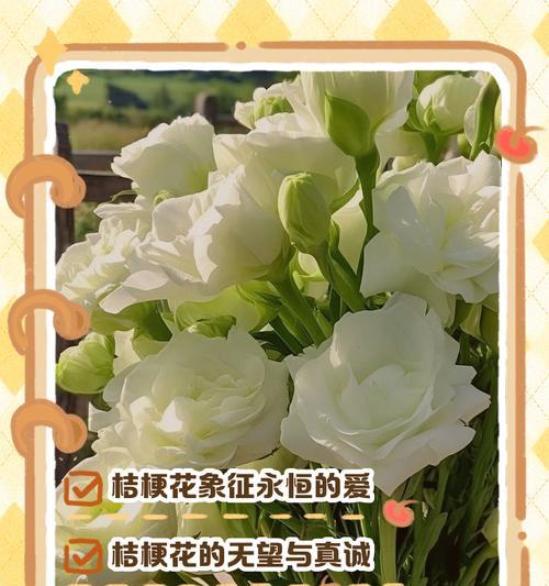 紫桔梗花象征了什么？花语有哪些独特含义？
