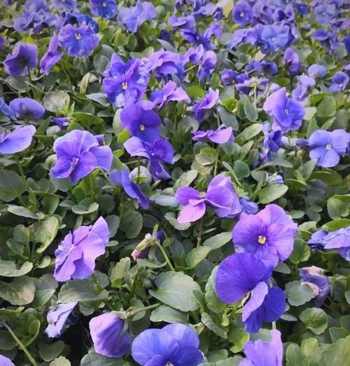 三色堇的花语及其特别之处是什么？三色堇有何特别含义？