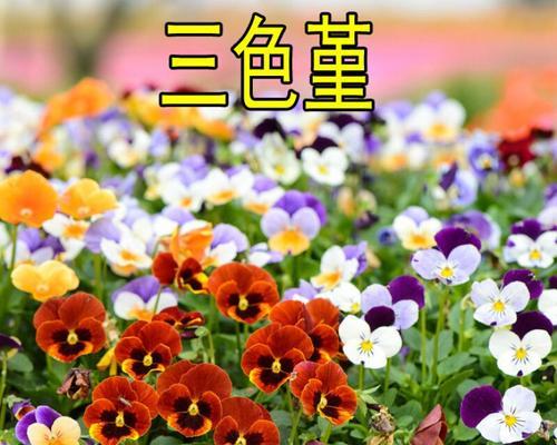三色堇的花语及其特别之处是什么？三色堇有何特别含义？
