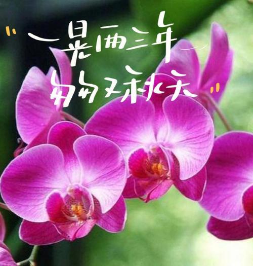 白色蝴蝶兰的花语和象征意义是什么？