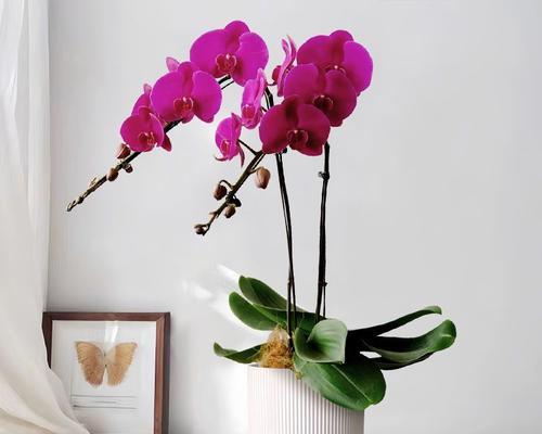 白色蝴蝶兰的花语和象征意义是什么？
