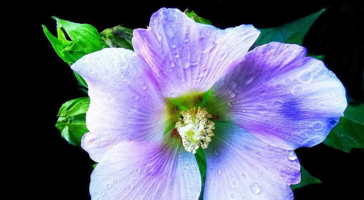 木芙蓉花语寓意是什么？它象征着什么？