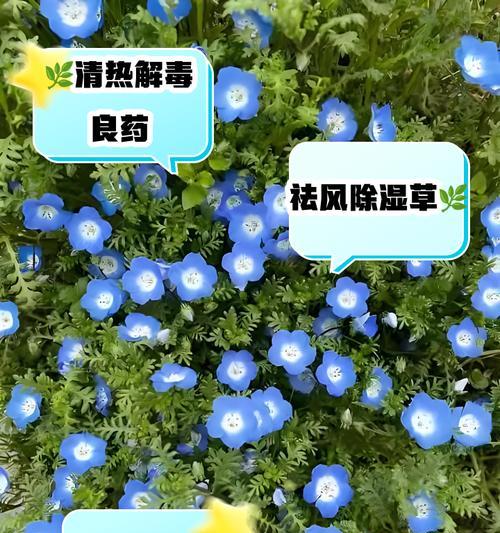婆婆的象征花卉是什么？它的含义是什么？
