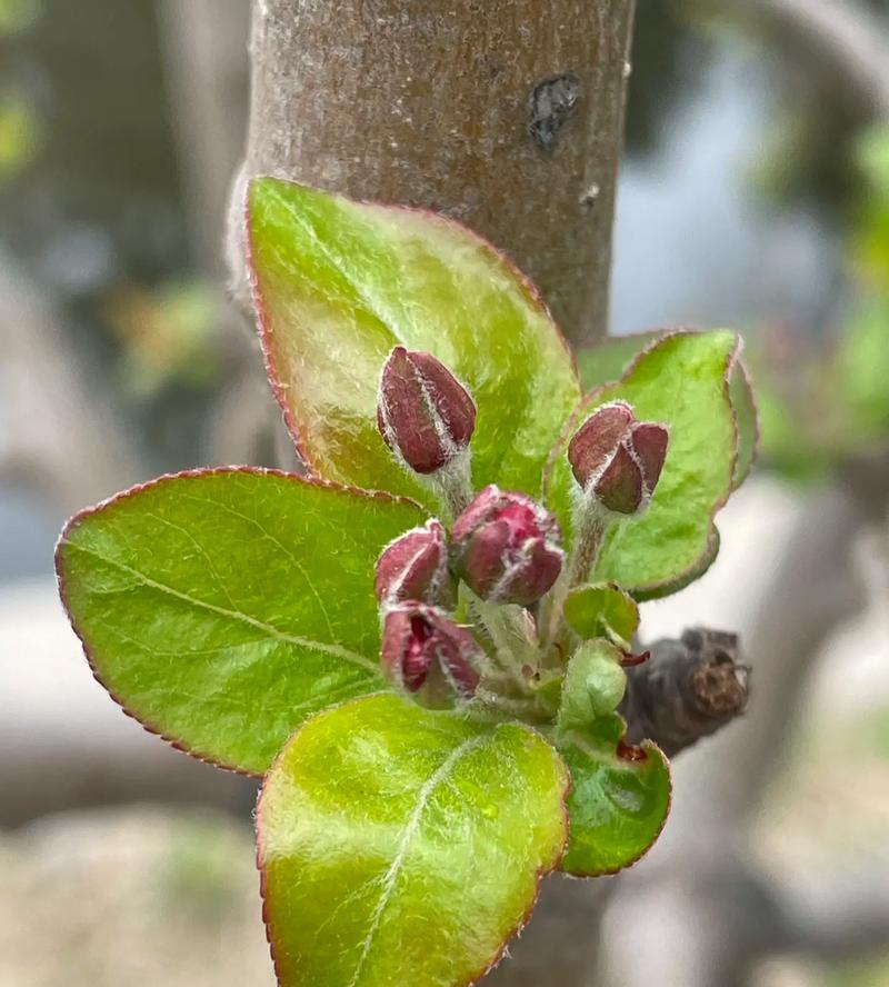 含苞待放的花朵代表什么？未开的花的文化含义是什么？