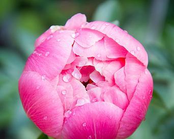 含苞待放的花朵代表什么？未开的花的文化含义是什么？
